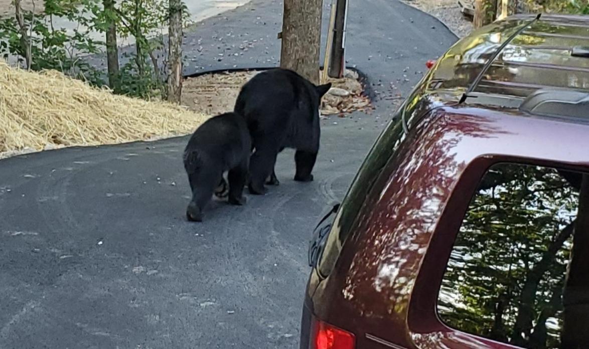 Вілла Can'T "Bear" To Leave Сев'єрвілл Екстер'єр фото